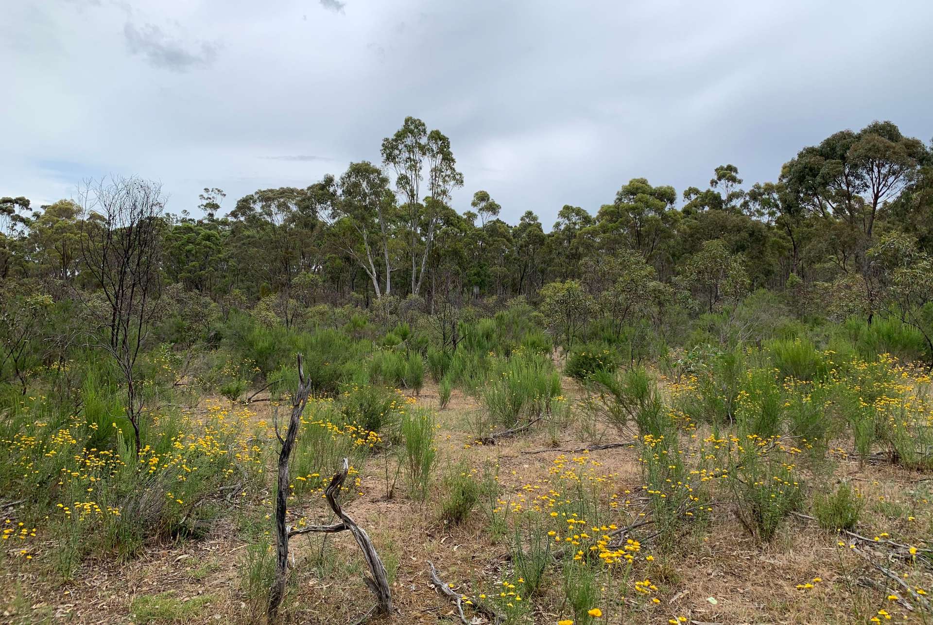Lot 12 Heathcote-Nagambie Road, Moormbool West For Sale by Farmbuy.com - image 4