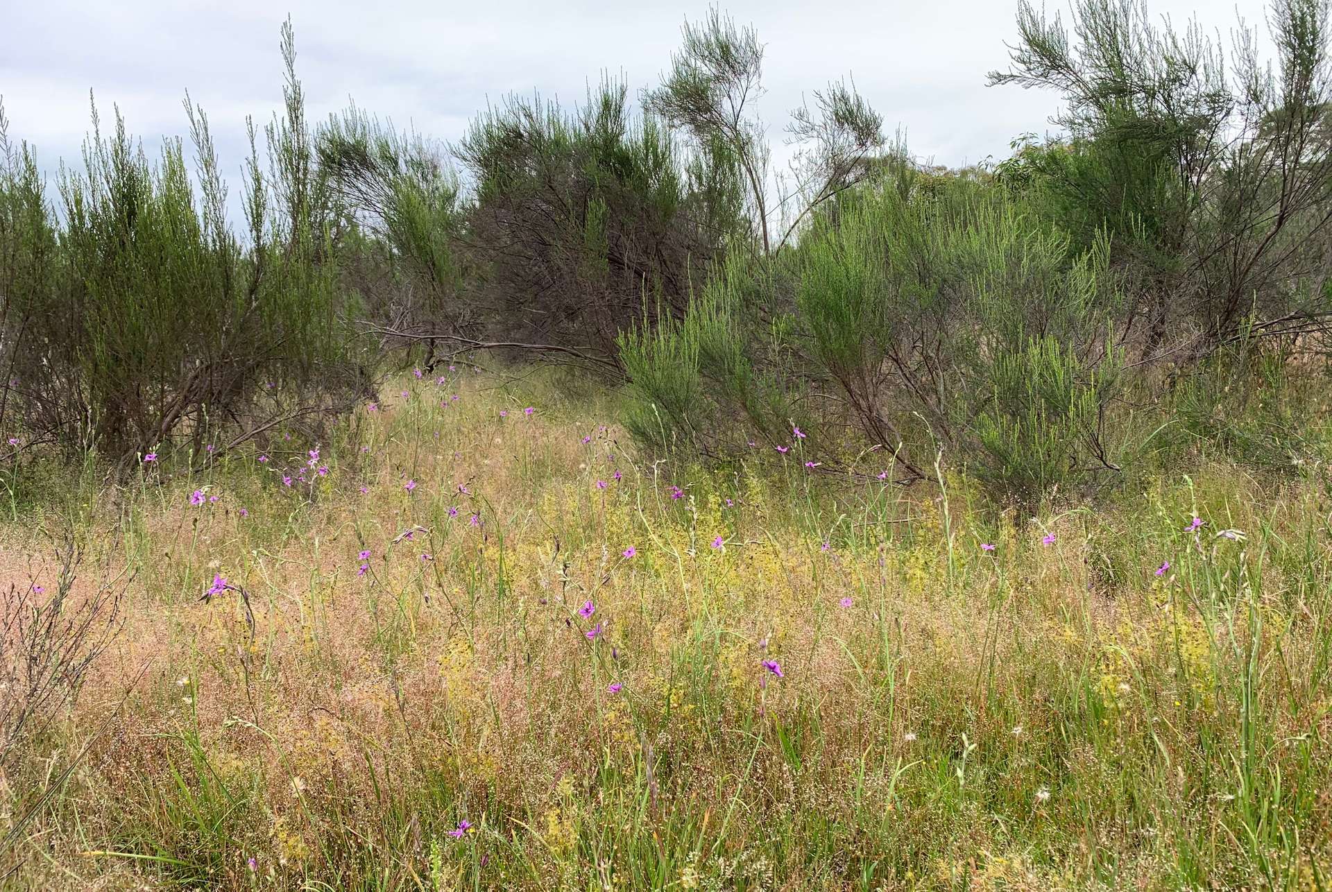 Lot 12 Heathcote-Nagambie Road, Moormbool West For Sale by Farmbuy.com - image 5