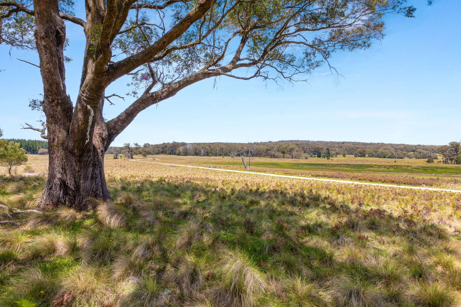 Thornleigh Coolangubra Road, Cathcart For Sale by Farmbuy.com - image 17