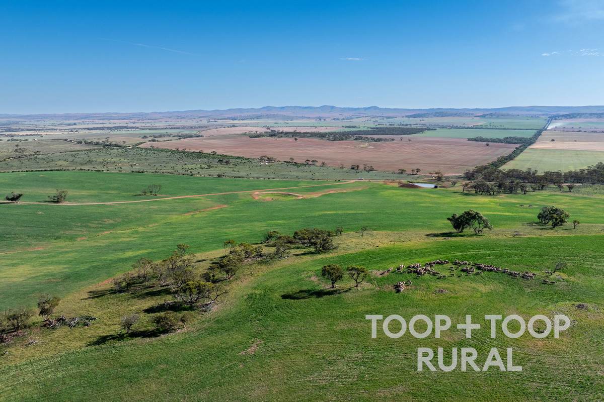 Goyder Road, Frankton For Sale by Farmbuy.com - image 5