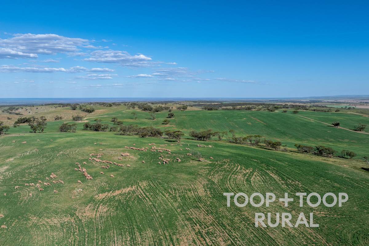 Goyder Road, Frankton For Sale by Farmbuy.com - image 14