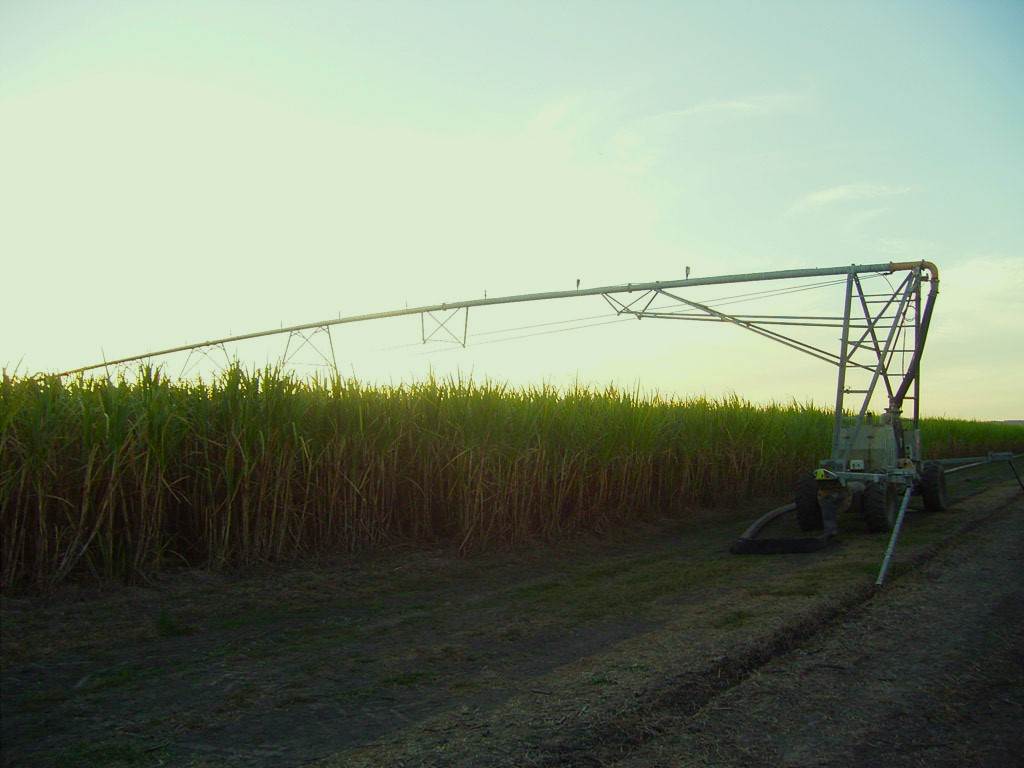 Marian For Sale by Farmbuy.com - image 3