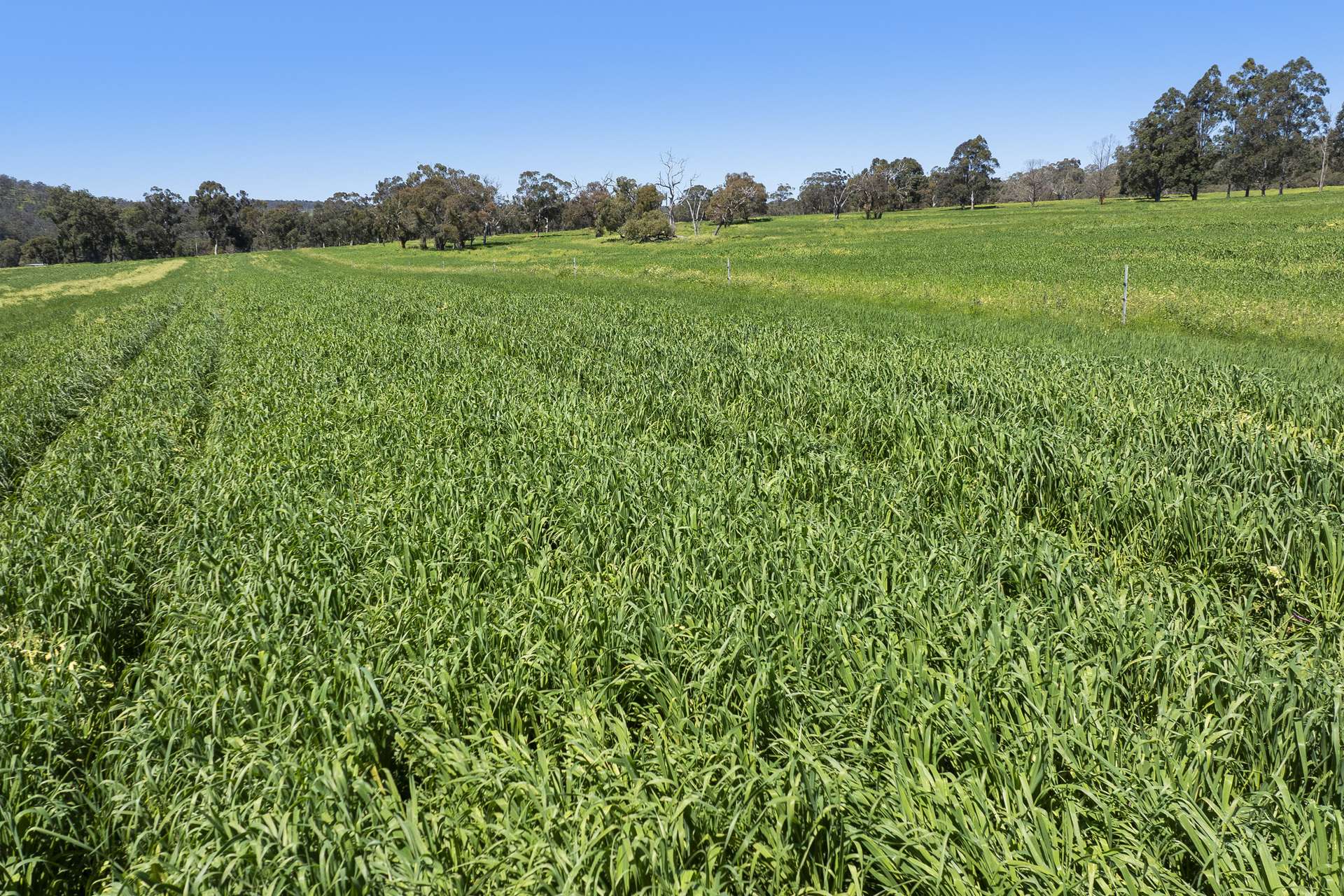 Lot 54,  Chittering Valley Road, Lower Chittering Sold by Farmbuy.com - image 5