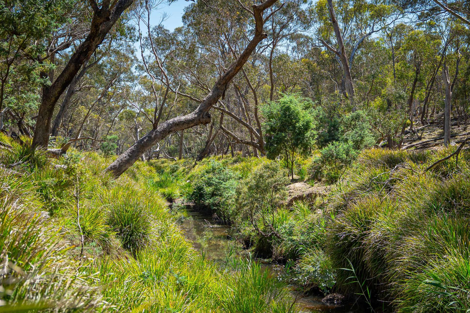 Lot 101 Lucks Lane Lerida Via, Gunning Sold by Farmbuy.com - image 1