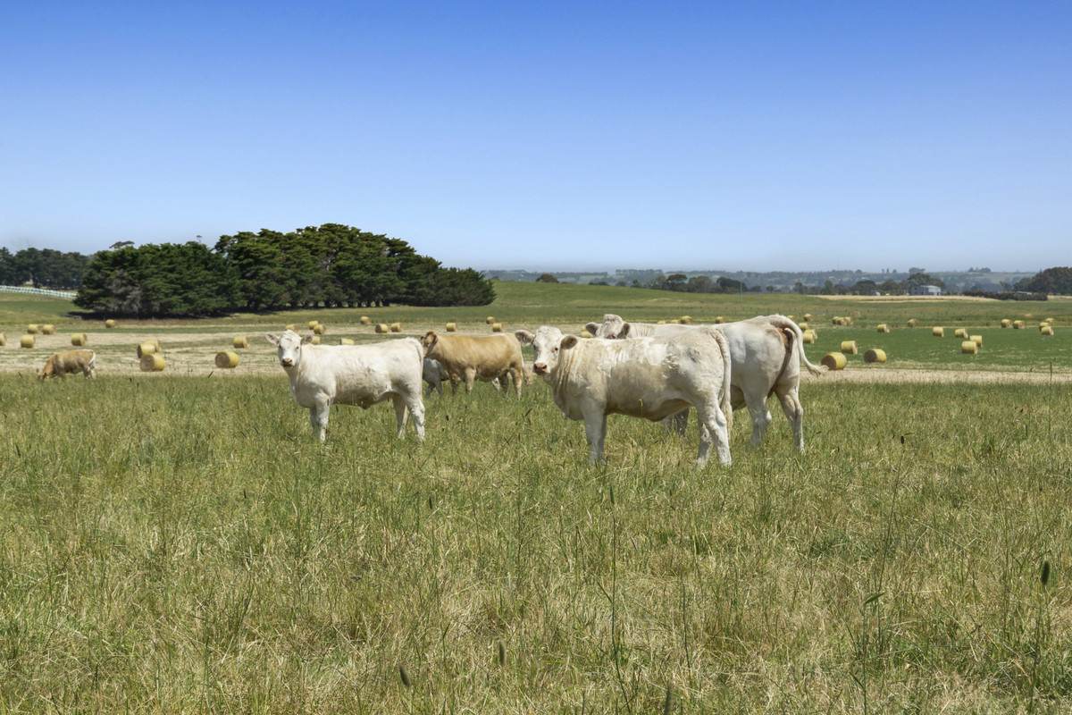 975 Warrowie Road, Irrewarra For Sale by Farmbuy.com - image 26