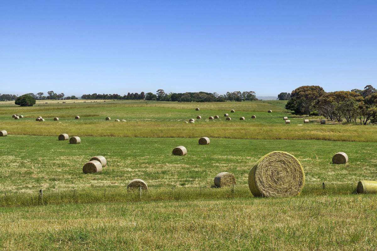 975 Warrowie Road, Irrewarra For Sale by Farmbuy.com - image 27