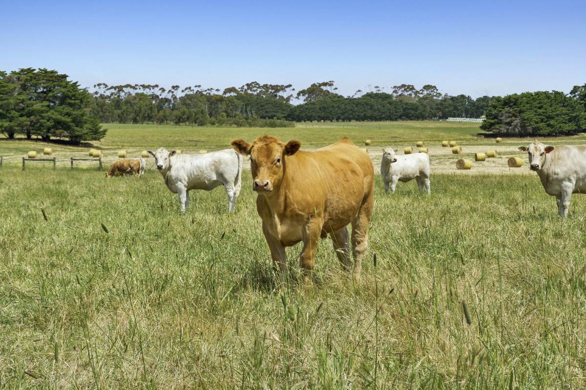 975 Warrowie Road, Irrewarra For Sale by Farmbuy.com - image 5