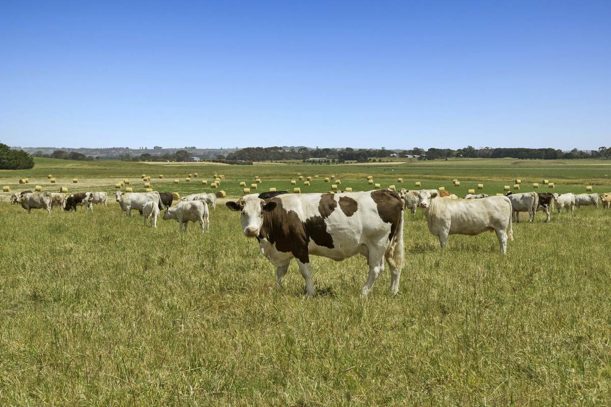 975 Warrowie Road, Irrewarra For Sale by Farmbuy.com - image 24
