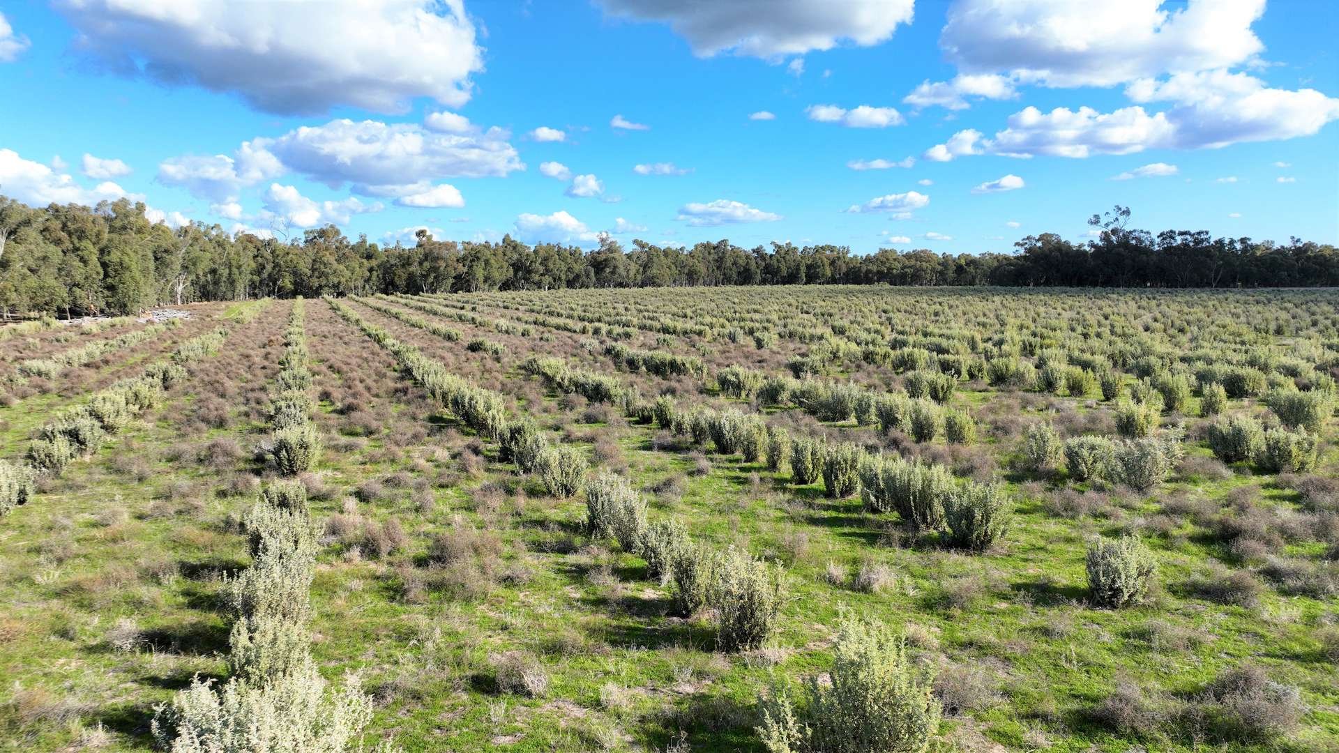 Calimo Park Brassi Road, Deniliquin Sold by Farmbuy.com - image 14