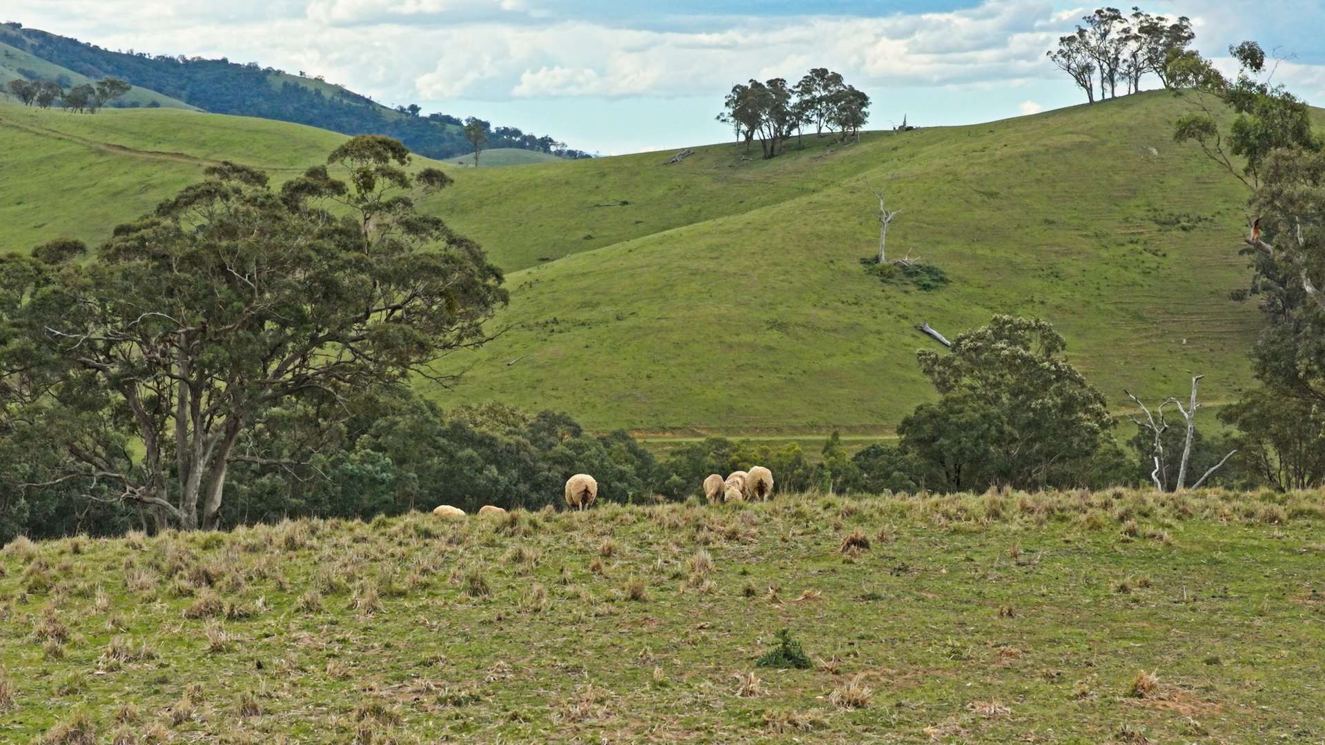Allot 15/5185 Great Alpine Road, Ensay For Sale by Farmbuy.com - image 6