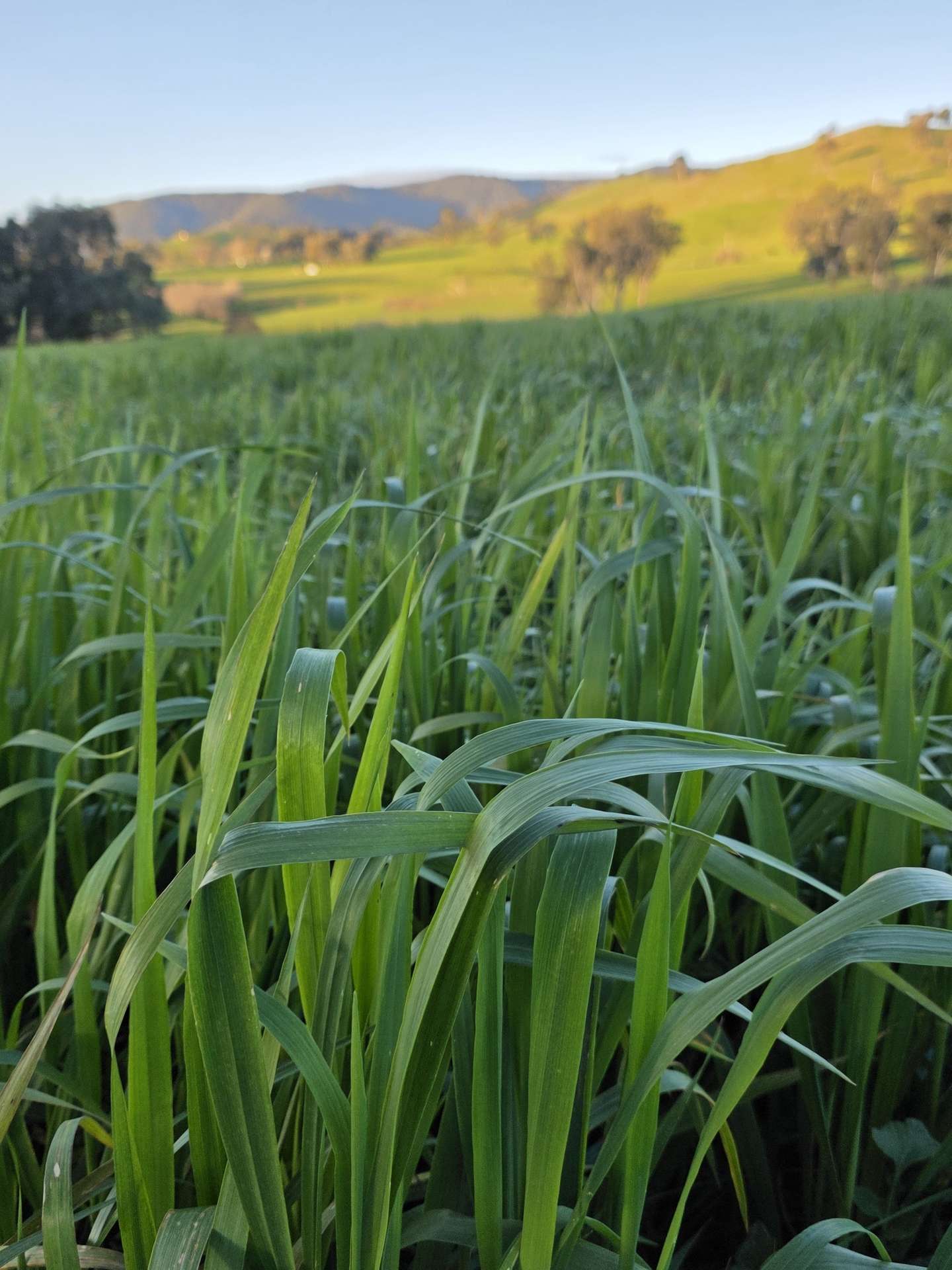 Lot 27 Sandy Creek Road, Sandy Creek For Sale by Farmbuy.com - image 6