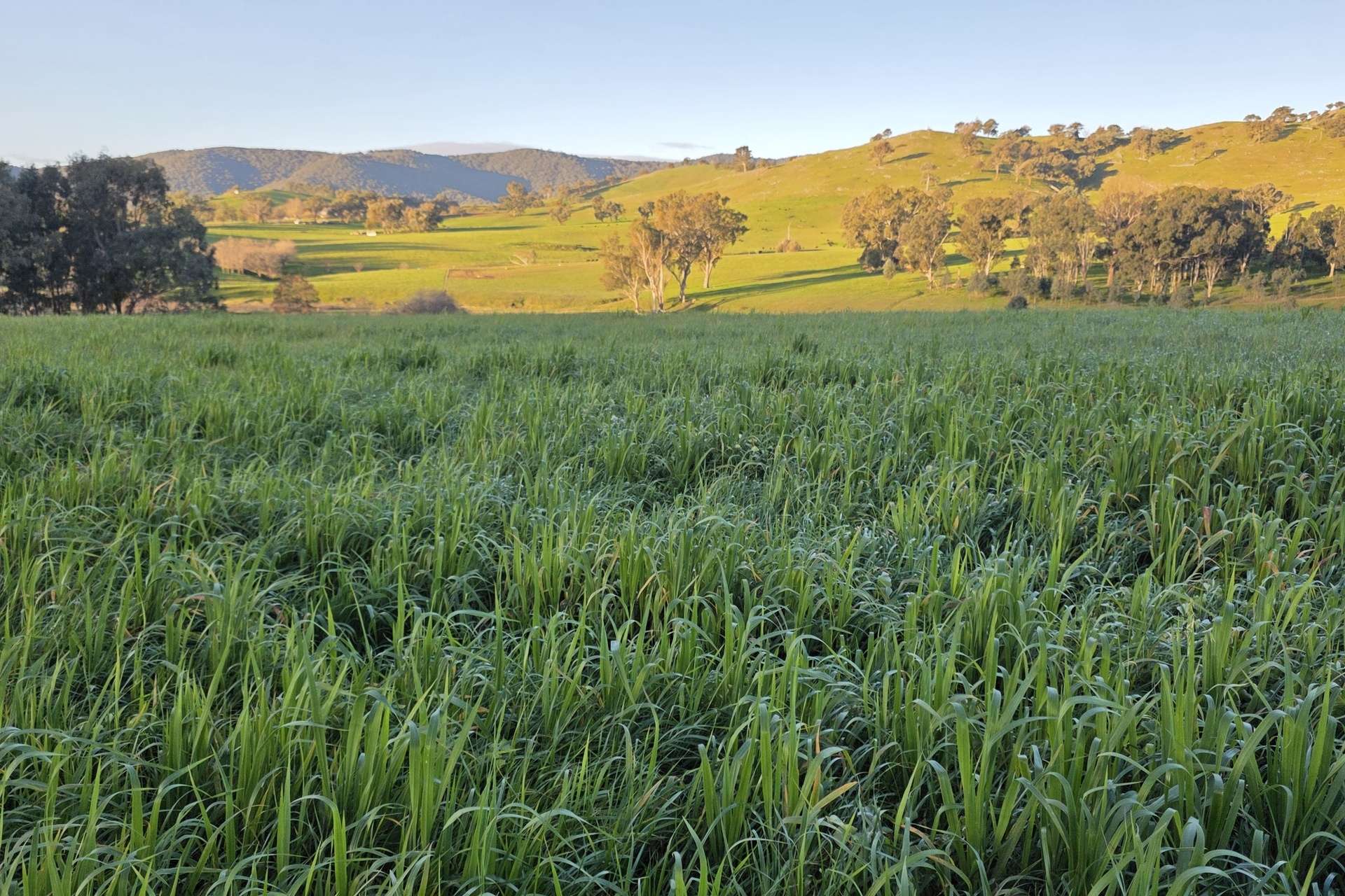 Lot 27 Sandy Creek Road, Sandy Creek For Sale by Farmbuy.com - image 5
