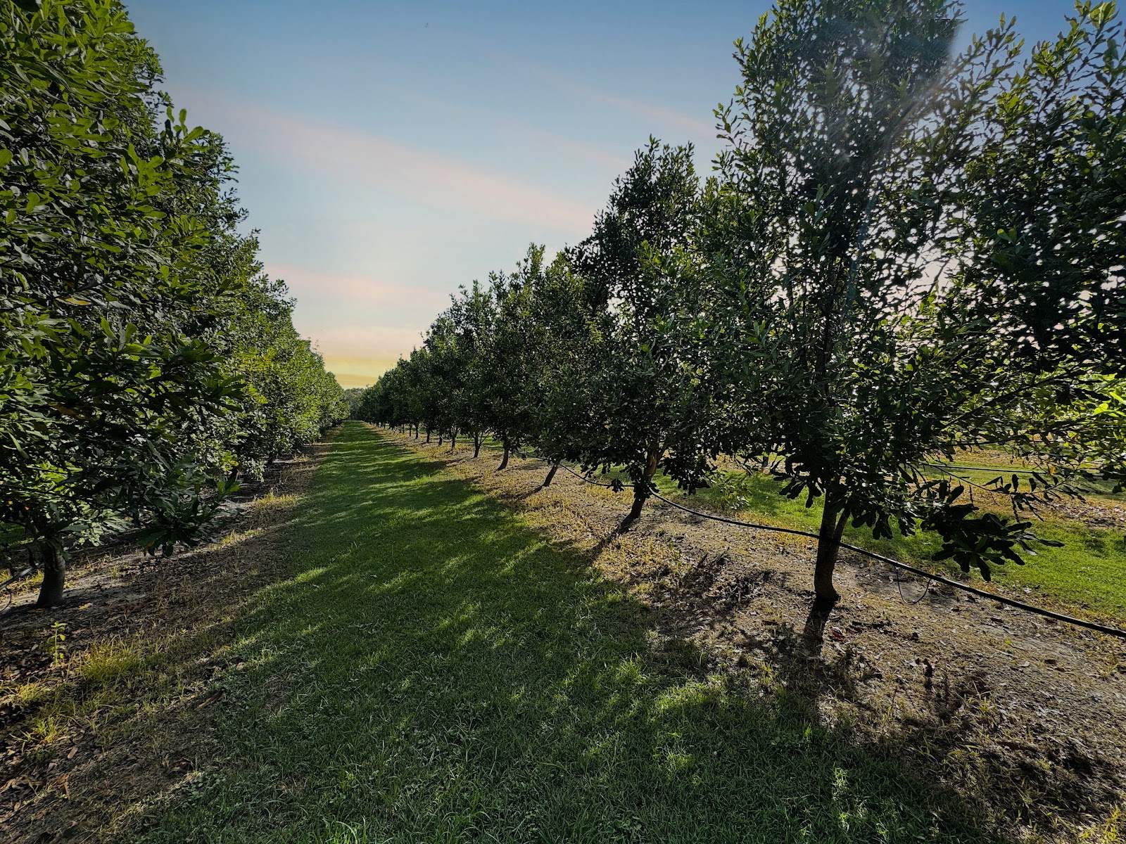 40 Olivers Road, Goodwood For Sale by Farmbuy.com - image 3