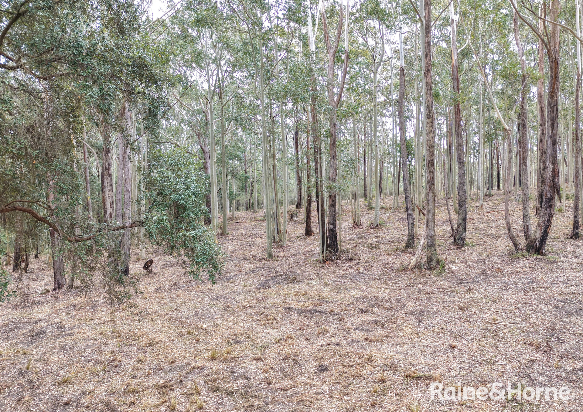 49a Woollamia Road, Falls Creek For Sale by Farmbuy.com - image 20