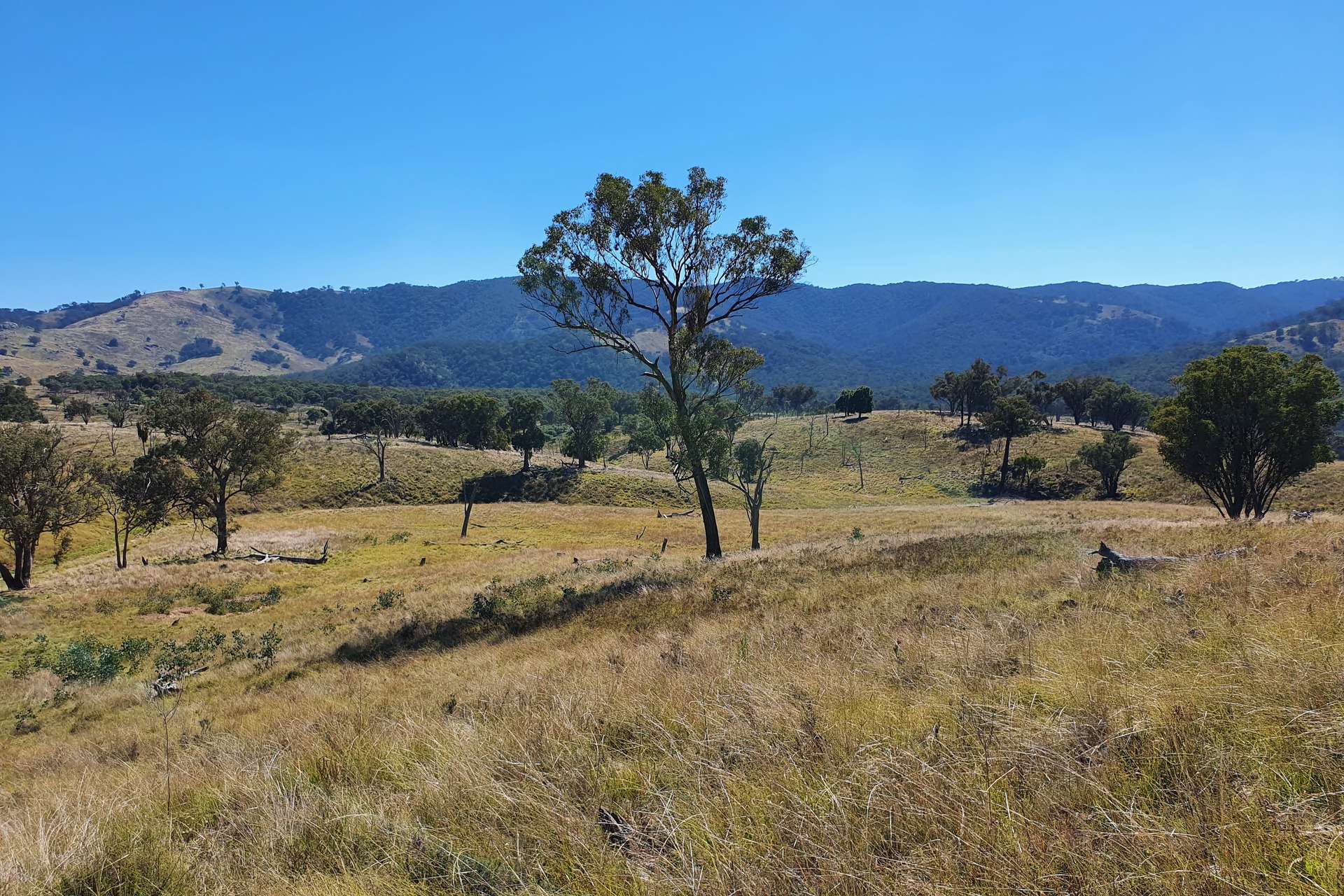 210 Burns Road, Ullamalla, Mudgee For Sale by Farmbuy.com - image 7