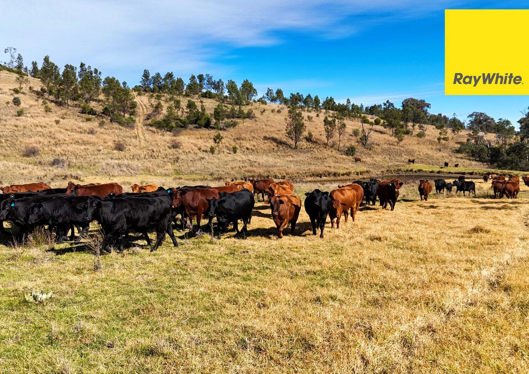 'Bimbadeen' Dry Creek Road, Bundarra For Sale by Farmbuy.com - image 9