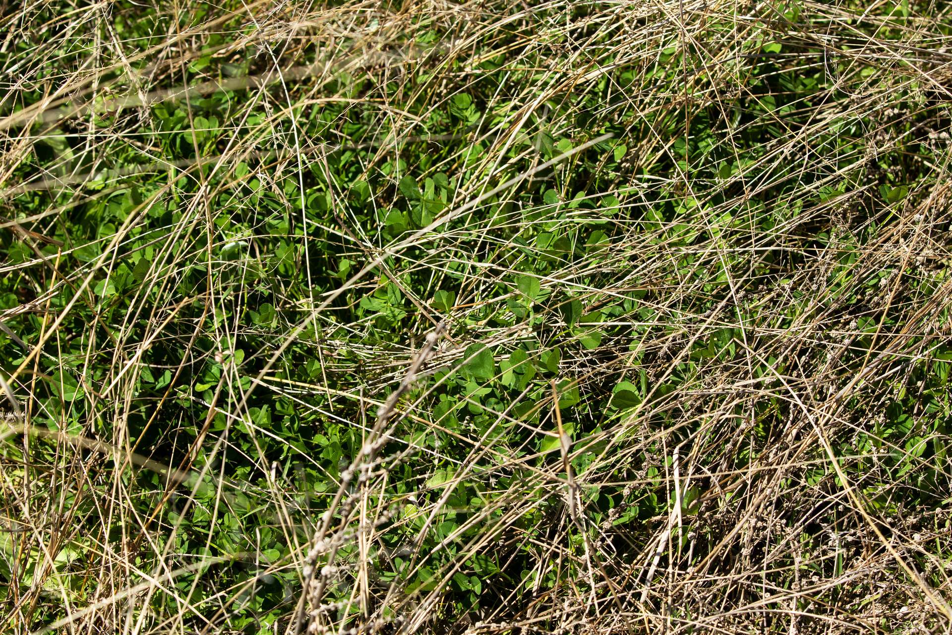 'Bimbadeen' Dry Creek Road, Bundarra For Sale by Farmbuy.com - image 10