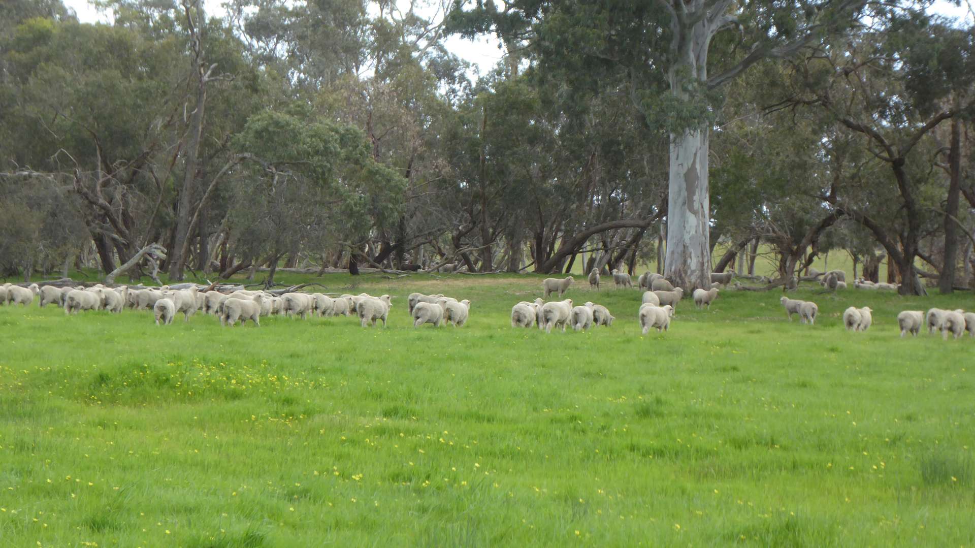 2448 Bangham Road, Frances For Sale by Farmbuy.com - image 25