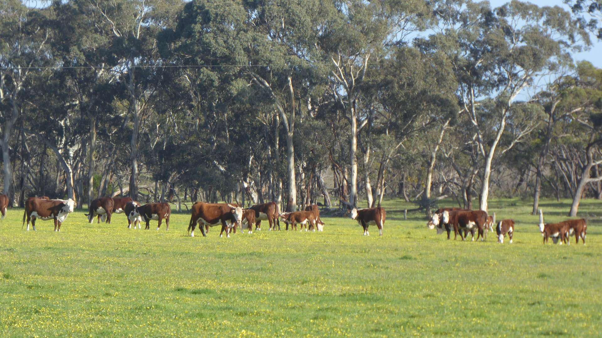 2448 Bangham Road, Frances For Sale by Farmbuy.com - image 15