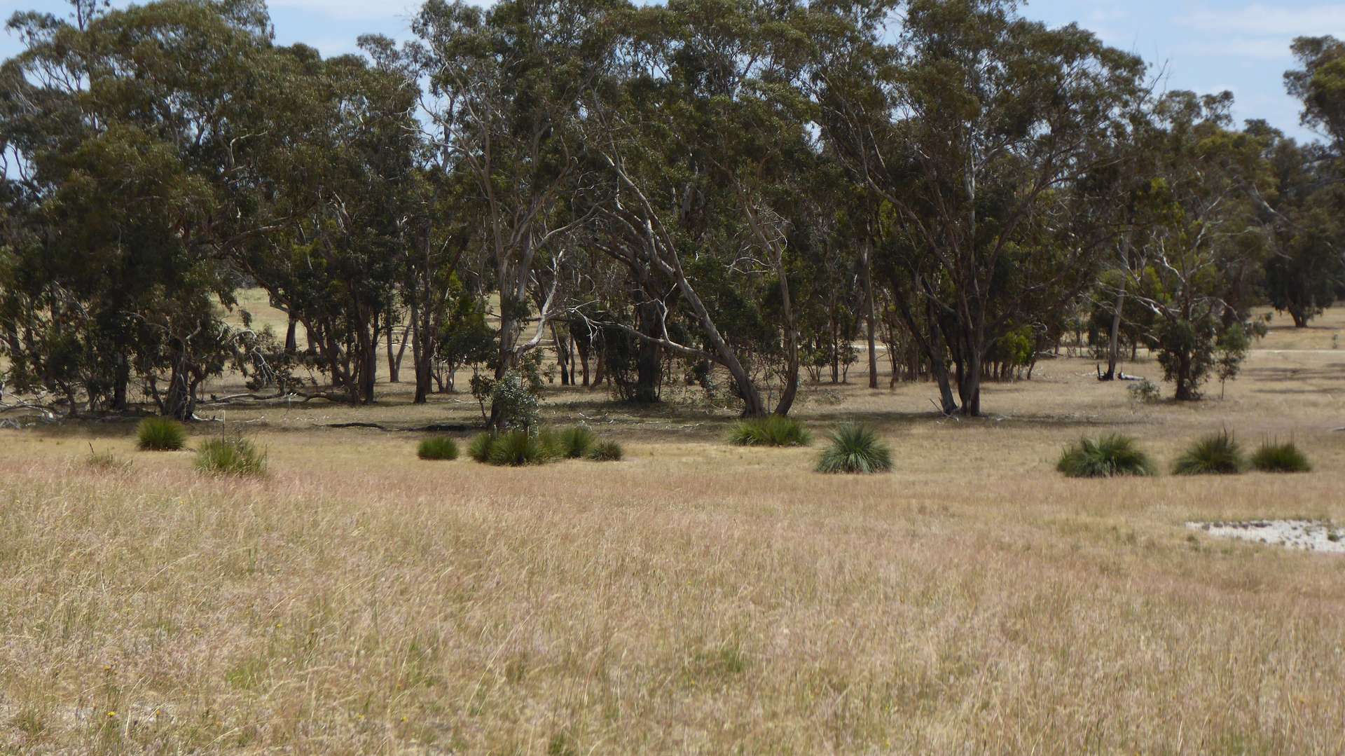 Lot 1 Walkington Hills Road, Frances For Sale by Farmbuy.com - image 17