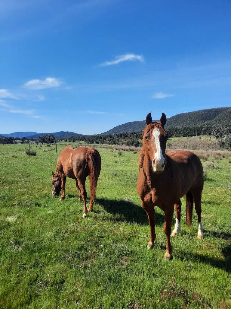 Lot "Abercorn", 2154 Kangarooby Road, Gooloogong For Sale by Farmbuy.com - image 24