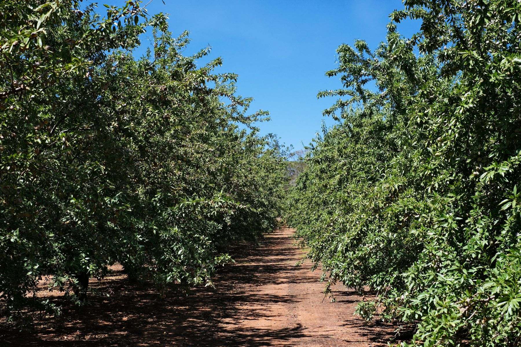 182 Carey Street And 210 Dumosa Street, Red Cliffs For Sale by Farmbuy.com - image 6