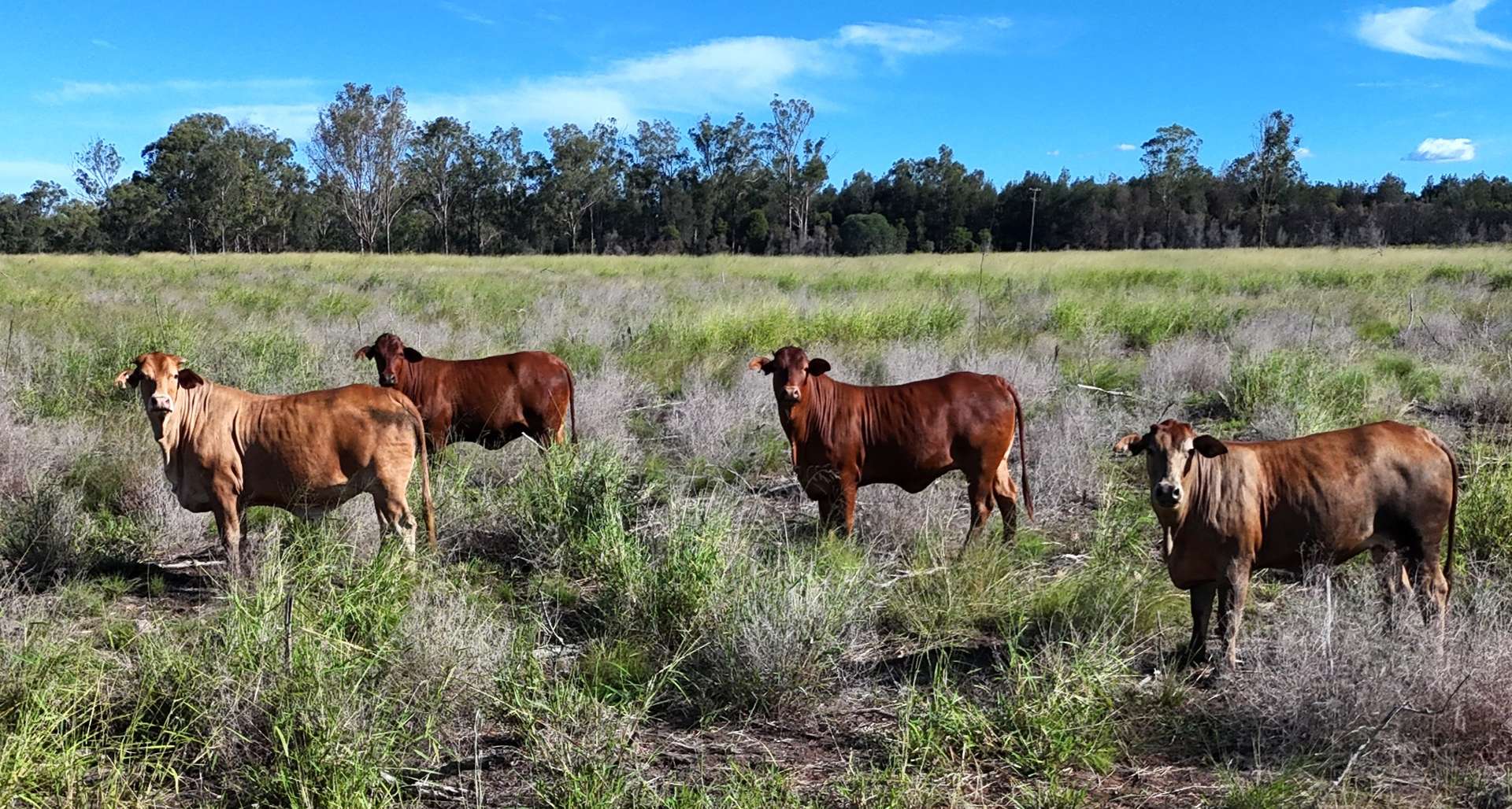 Lot 112 Wondai Proston Road, Wondai For Sale by Farmbuy.com - image 3