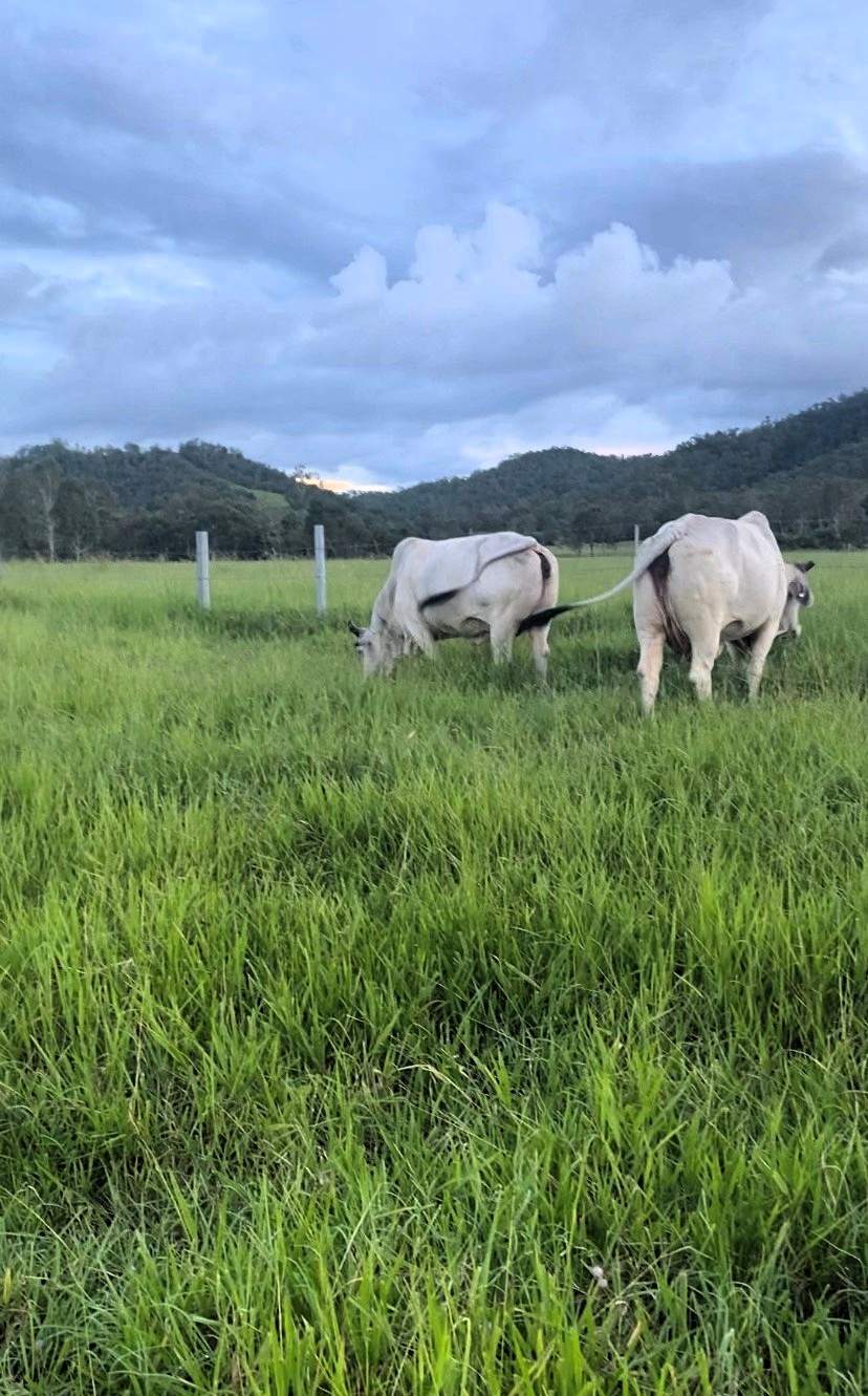 Mount Ossa For Sale by Farmbuy.com - image 8