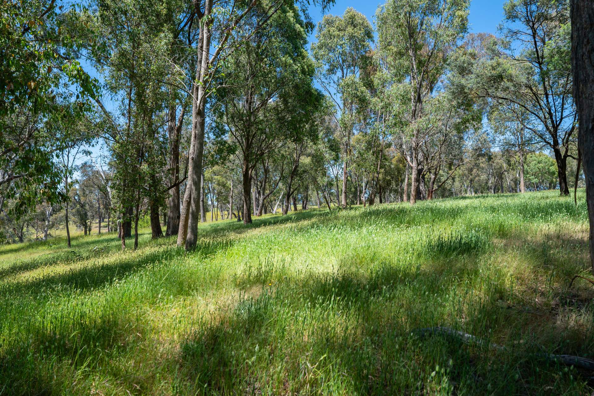 417 Black Flats Road, Mudgegonga For Sale by Farmbuy.com - image 34