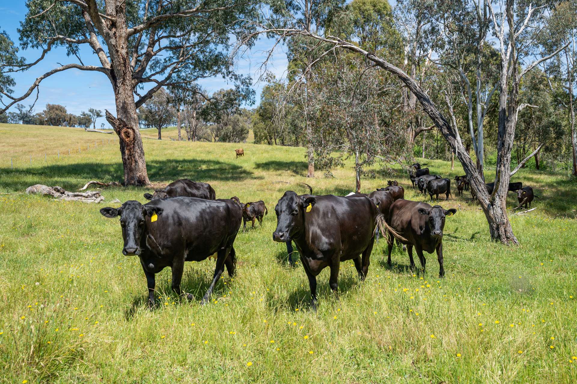 417 Black Flats Road, Mudgegonga For Sale by Farmbuy.com - image 35