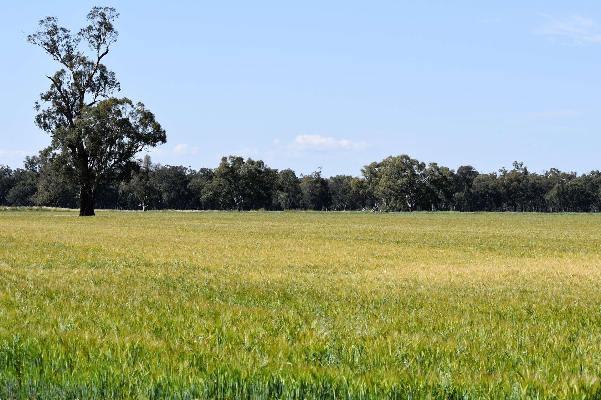"Allandale" 7861 Lachlan Valley Way, Forbes For Sale by Farmbuy.com - image 24