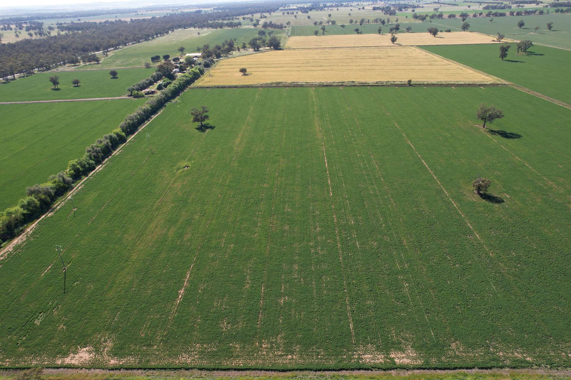 "Allandale" 7861 Lachlan Valley Way, Forbes For Sale by Farmbuy.com - image 10