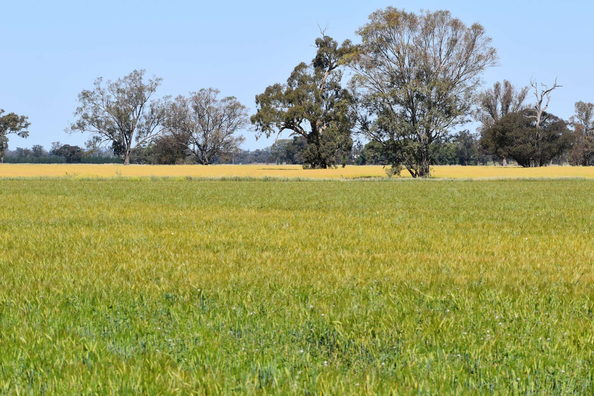 "Allandale" 7861 Lachlan Valley Way, Forbes For Sale by Farmbuy.com - image 20