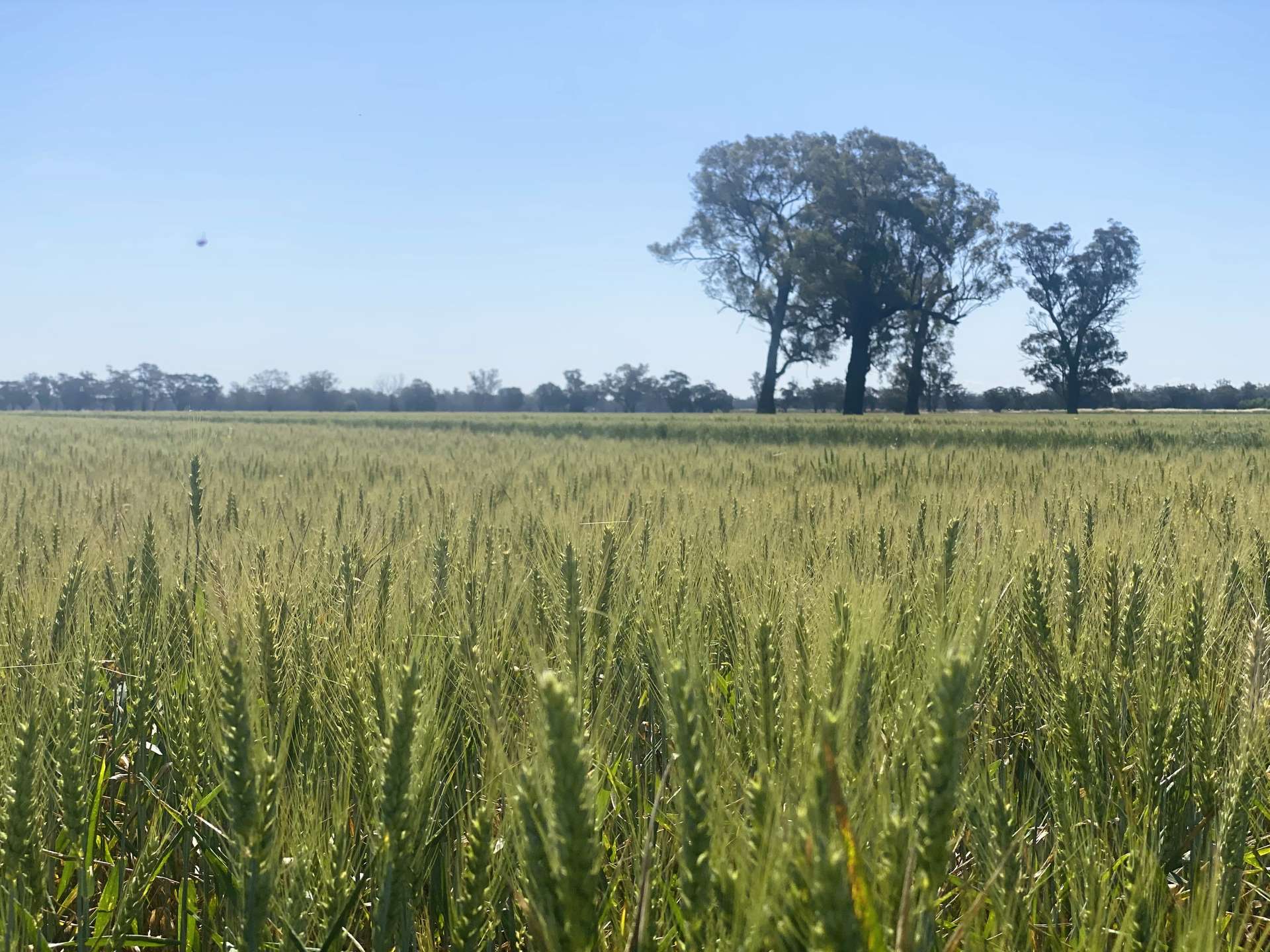 "Allandale" 7861 Lachlan Valley Way, Forbes For Sale by Farmbuy.com - image 26
