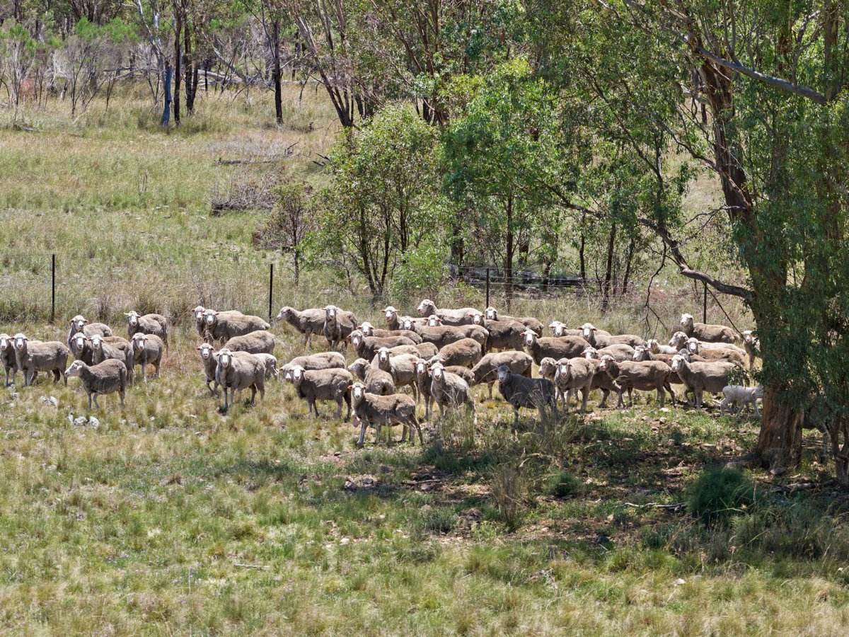 3167 Stanthorpe Inglewood Road, Inglewood For Sale by Farmbuy.com - image 14
