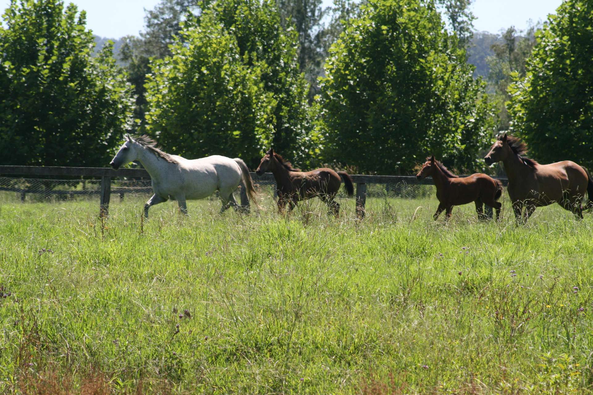 1554 & 1598 Rollands Plains Road, Rollands Plains For Sale by Farmbuy.com - image 15