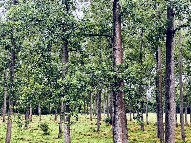 1554 & 1598 Rollands Plains Road, Rollands Plains For Sale by Farmbuy.com - image 18