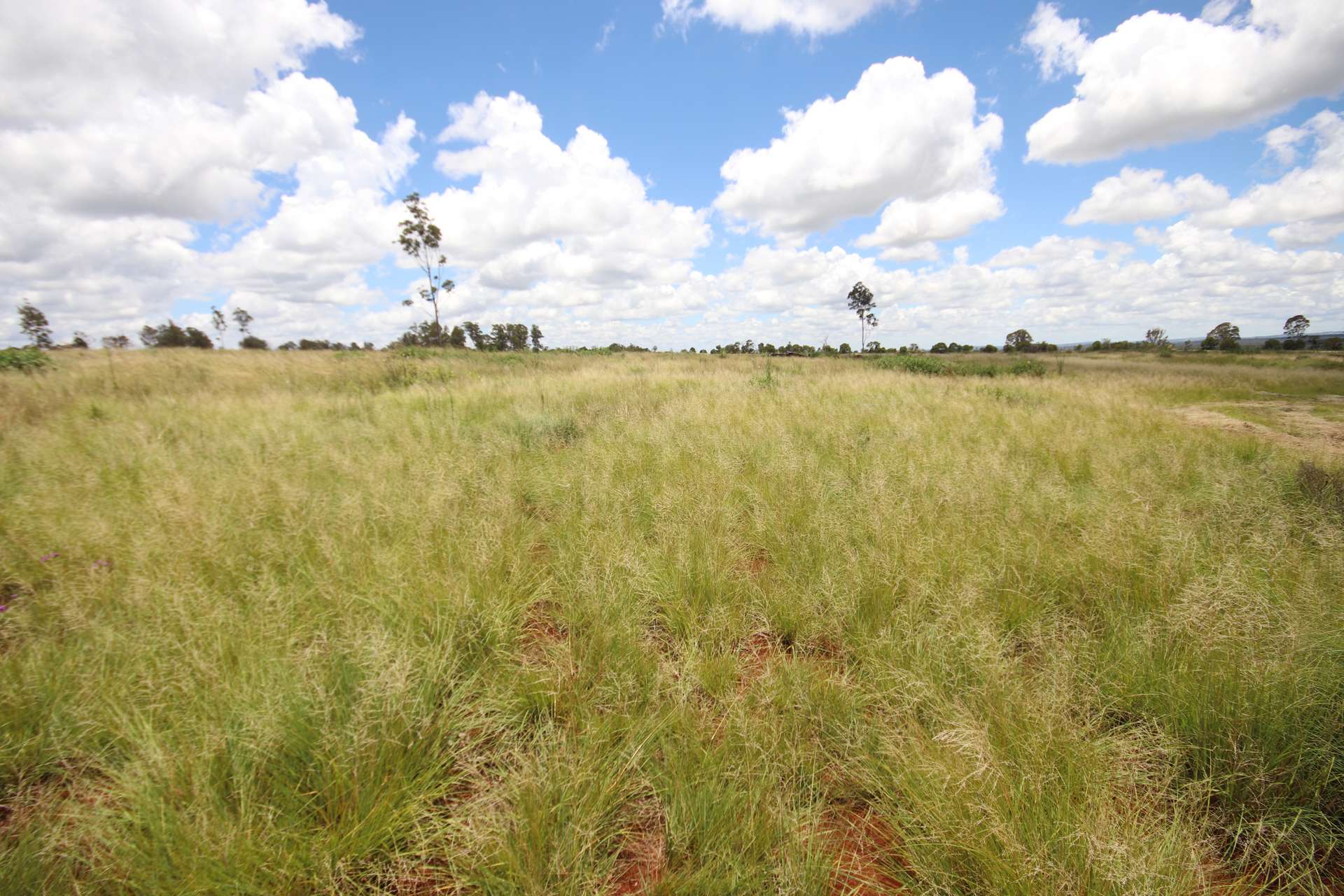 1285 Kingaroy Burrandowan Road, Wattle Grove, Kingaroy For Sale by Farmbuy.com - image 4