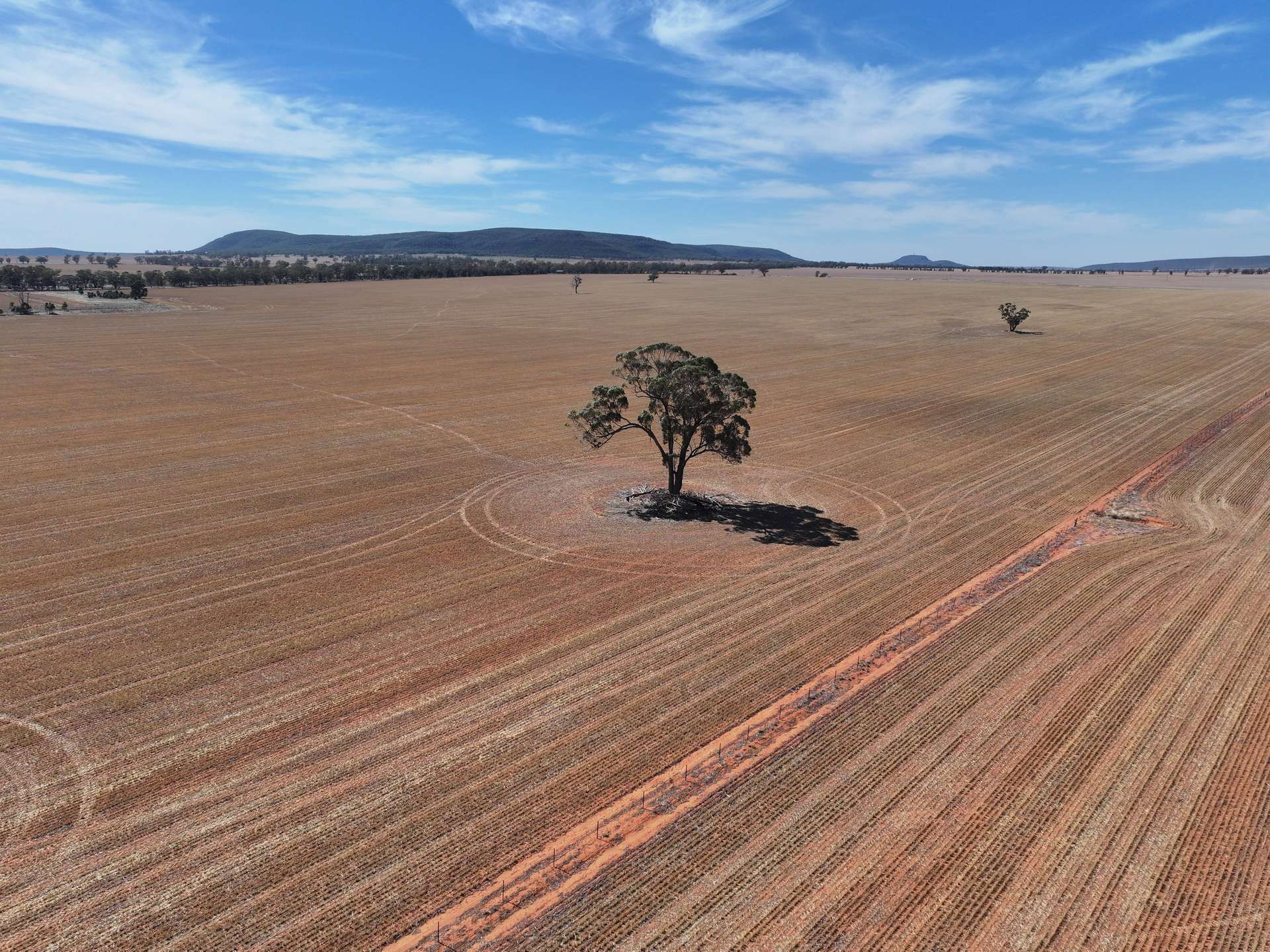 'Nolens'  5000 Barellan Road, Colinroobie Sold by Farmbuy.com - image 6