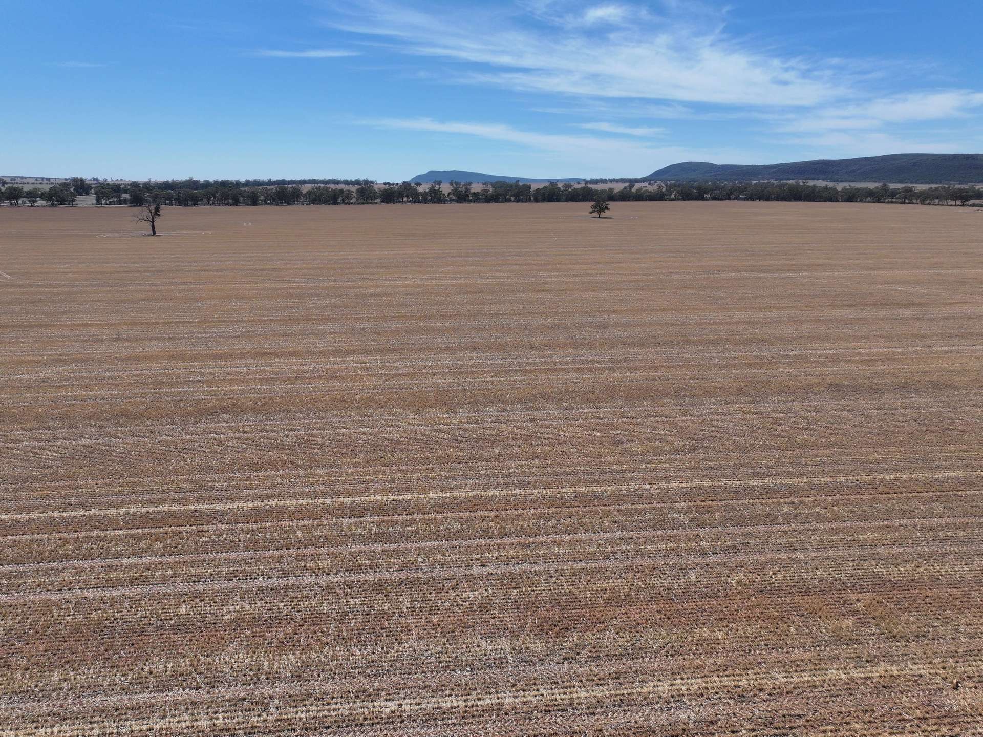 'Nolens'  5000 Barellan Road, Colinroobie Sold by Farmbuy.com - image 7
