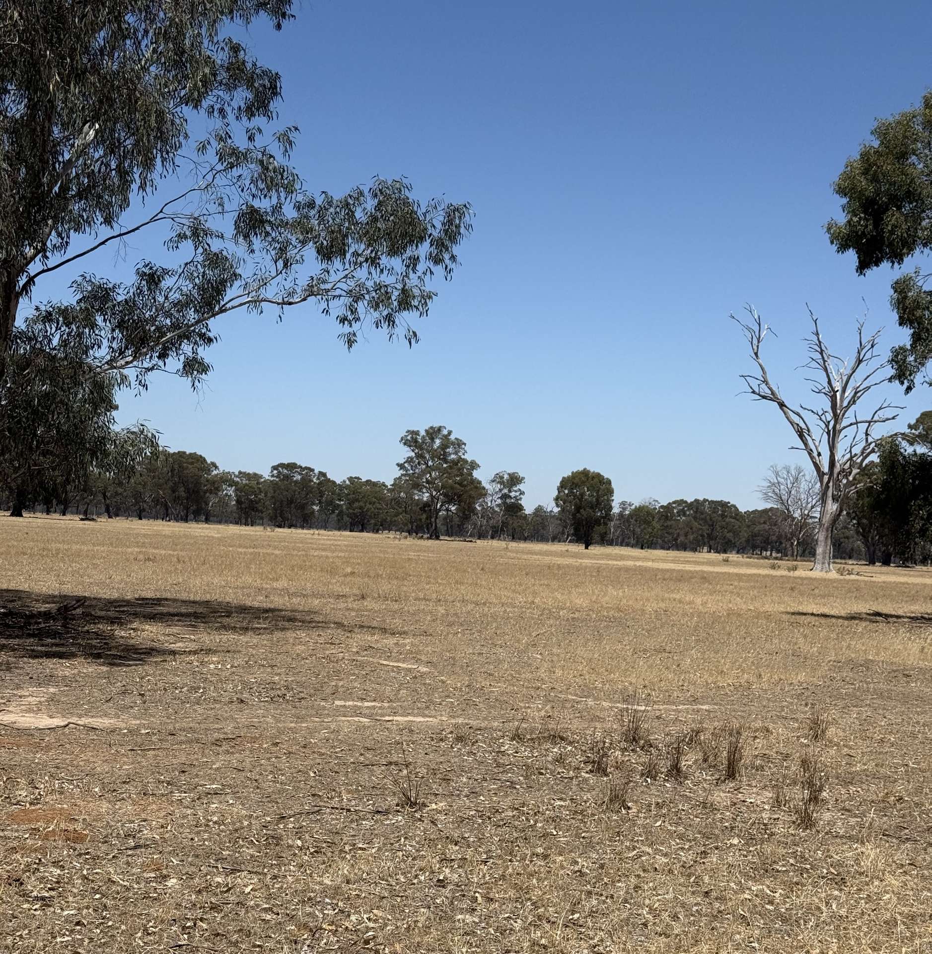 Cnr Clohessy Road And Escort Bridge Road, Norong For Sale by Farmbuy.com - image 10