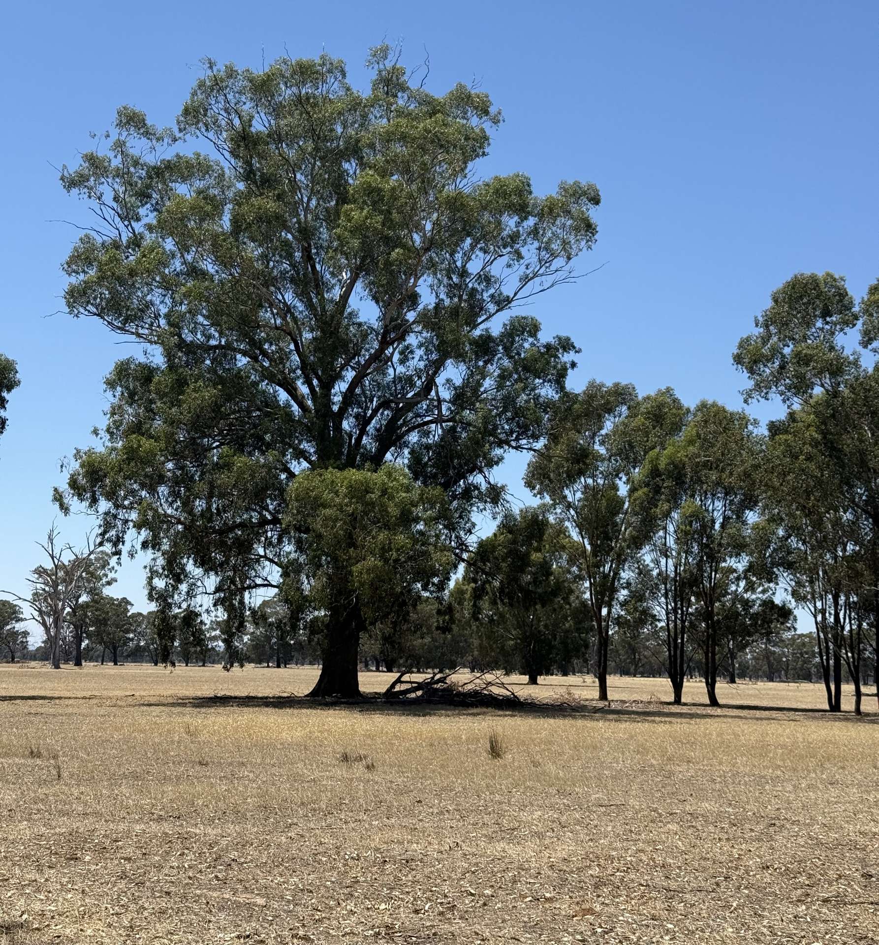 Cnr Clohessy Road And Escort Bridge Road, Norong For Sale by Farmbuy.com - image 11
