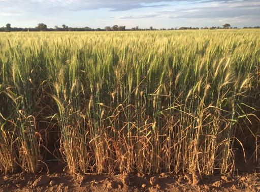 Farm Sold - NSW - Peak Hill - 2869 - Affordable Reliable Cropping Country - 550mm average Rainfall 
