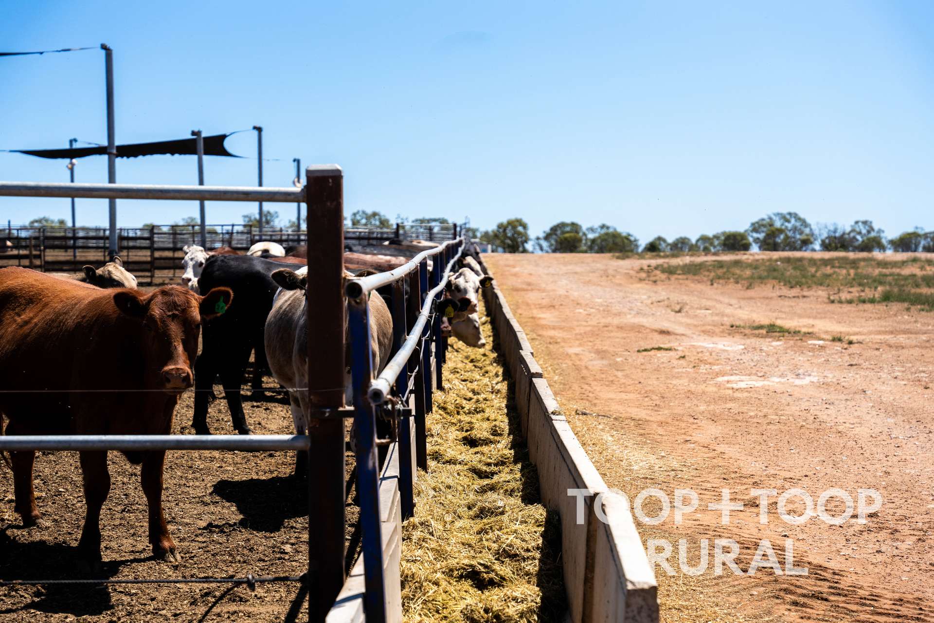 Lot 106,  Hunter Road, Nildottie For Sale by Farmbuy.com - image 7