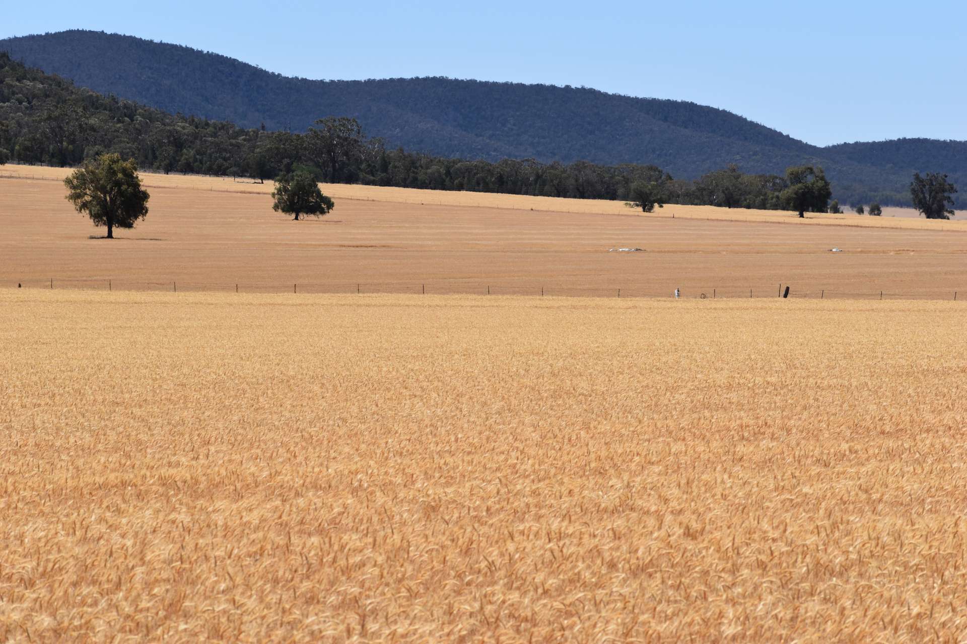 120 Ganantagi Road, Yarrabandai For Sale by Farmbuy.com - image 25