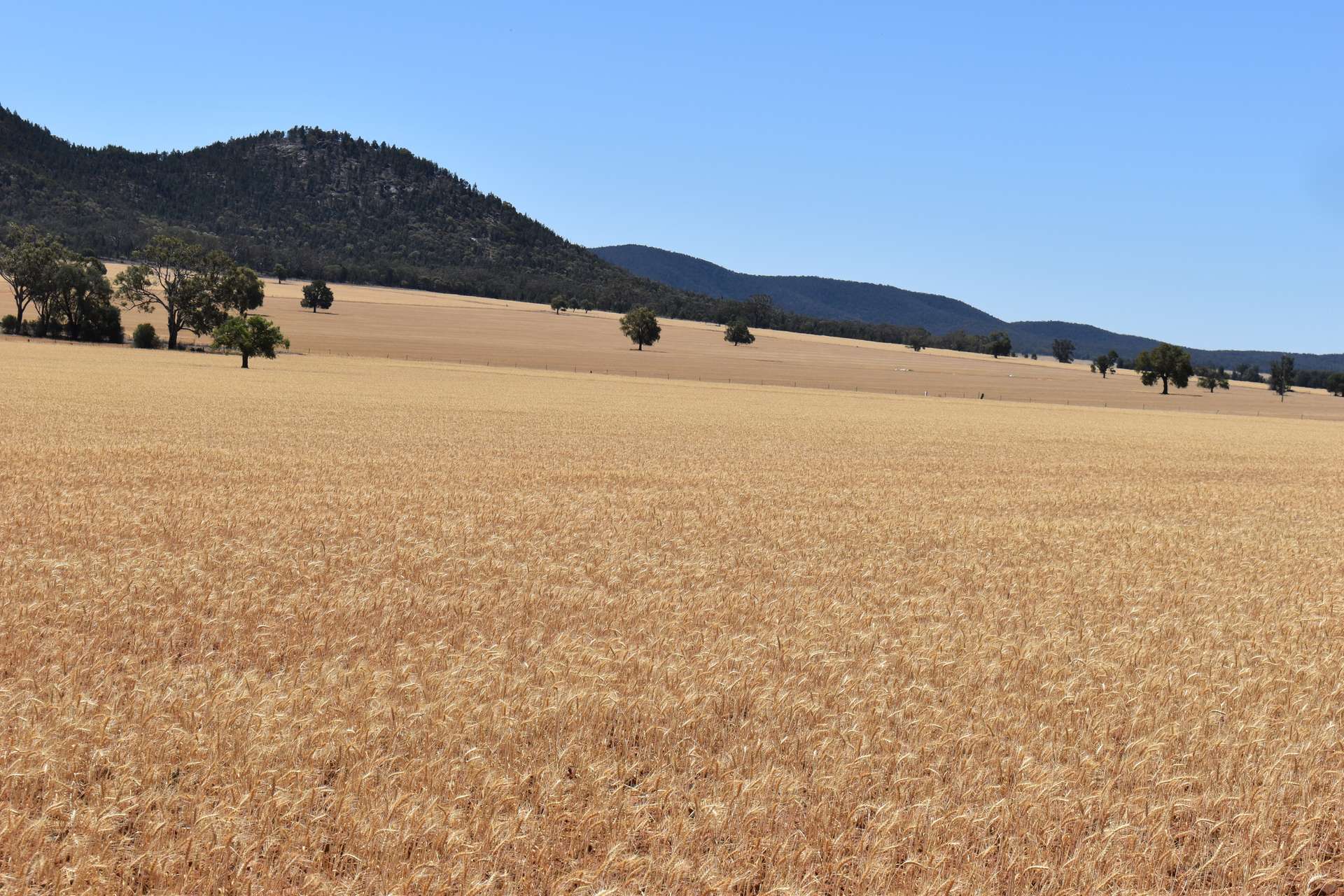 120 Ganantagi Road, Yarrabandai For Sale by Farmbuy.com - image 20