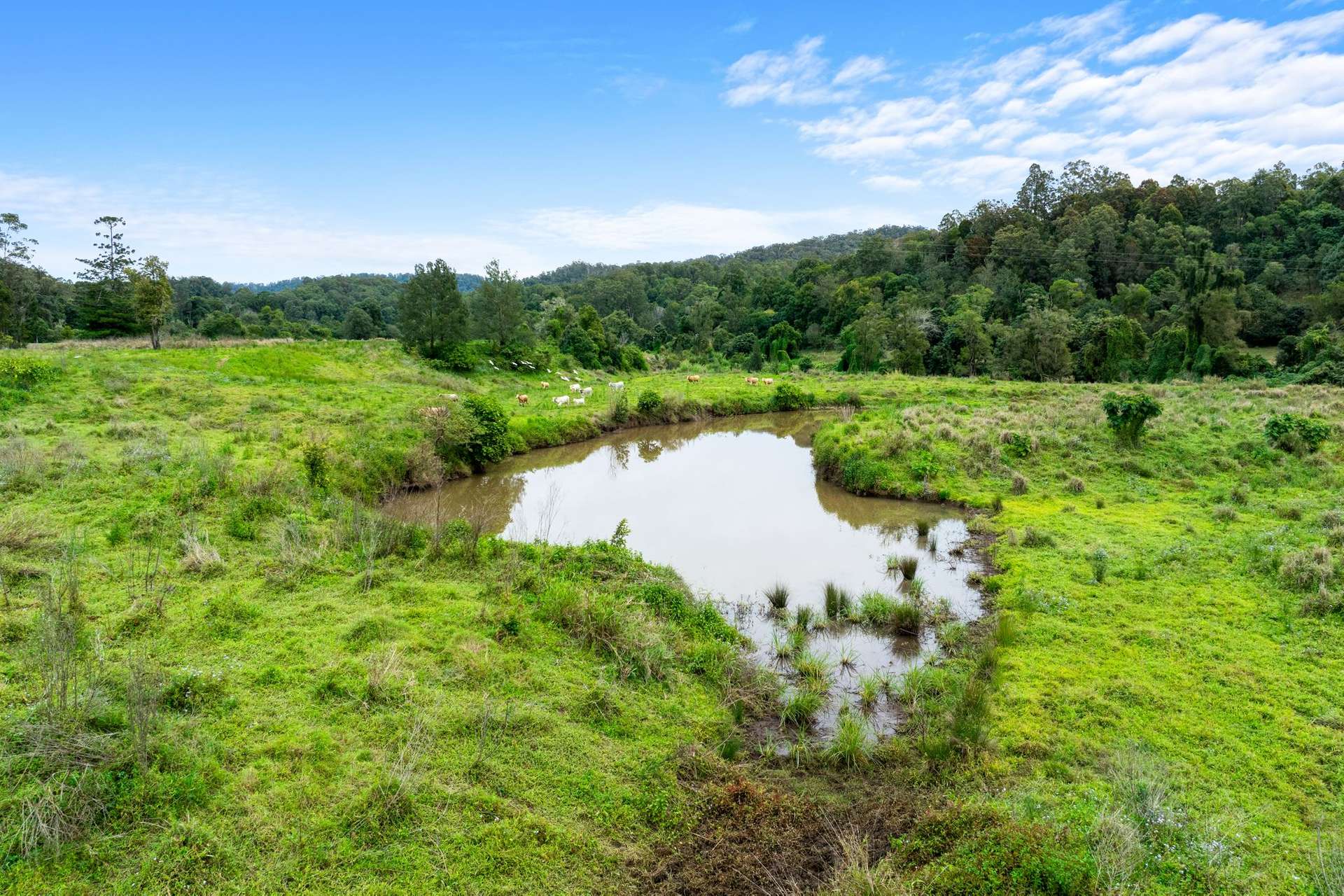 1855 Nimbin Road, Coffee Camp For Sale by Farmbuy.com - image 35