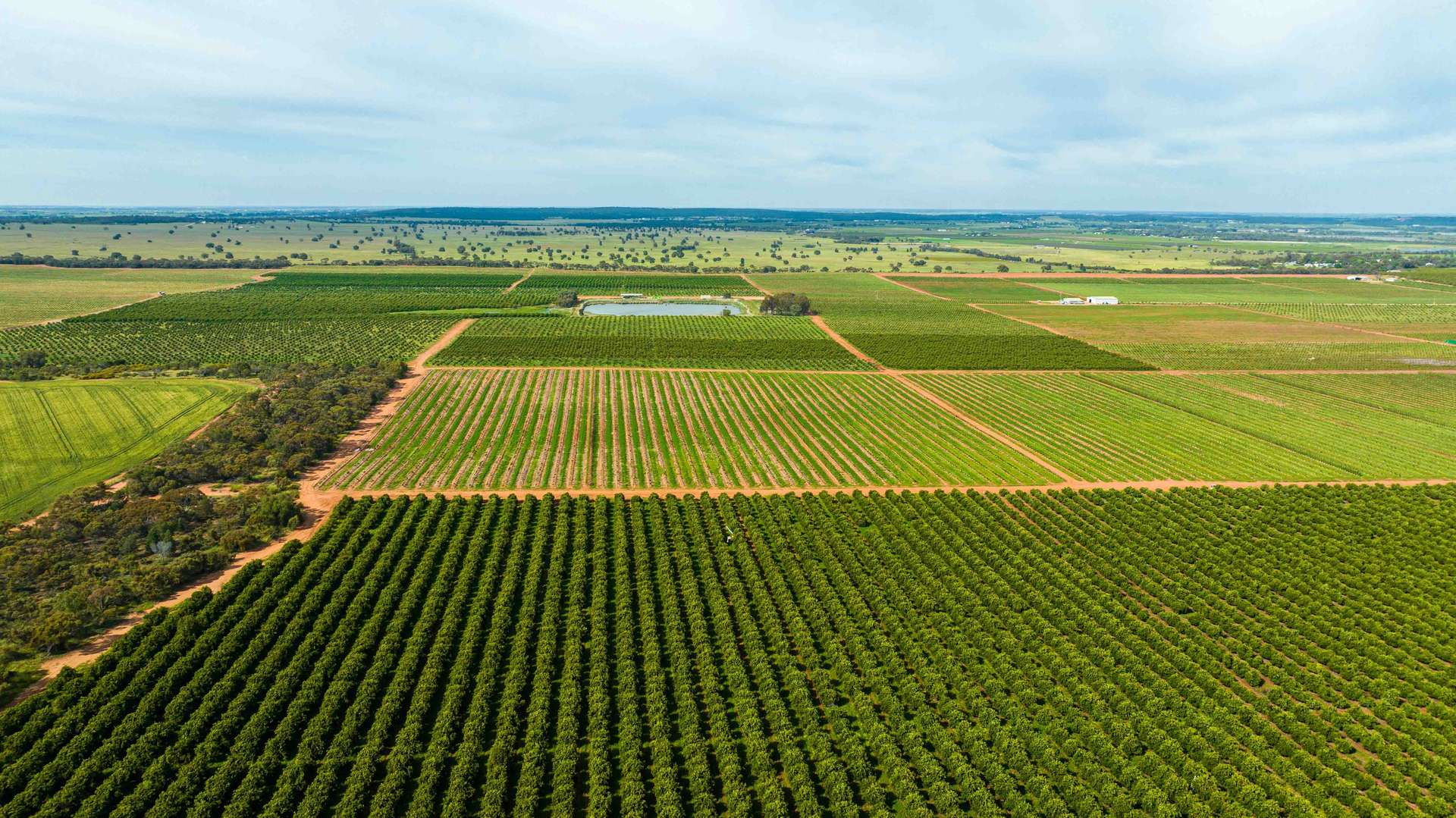 Nericon For Sale by Farmbuy.com - image 21