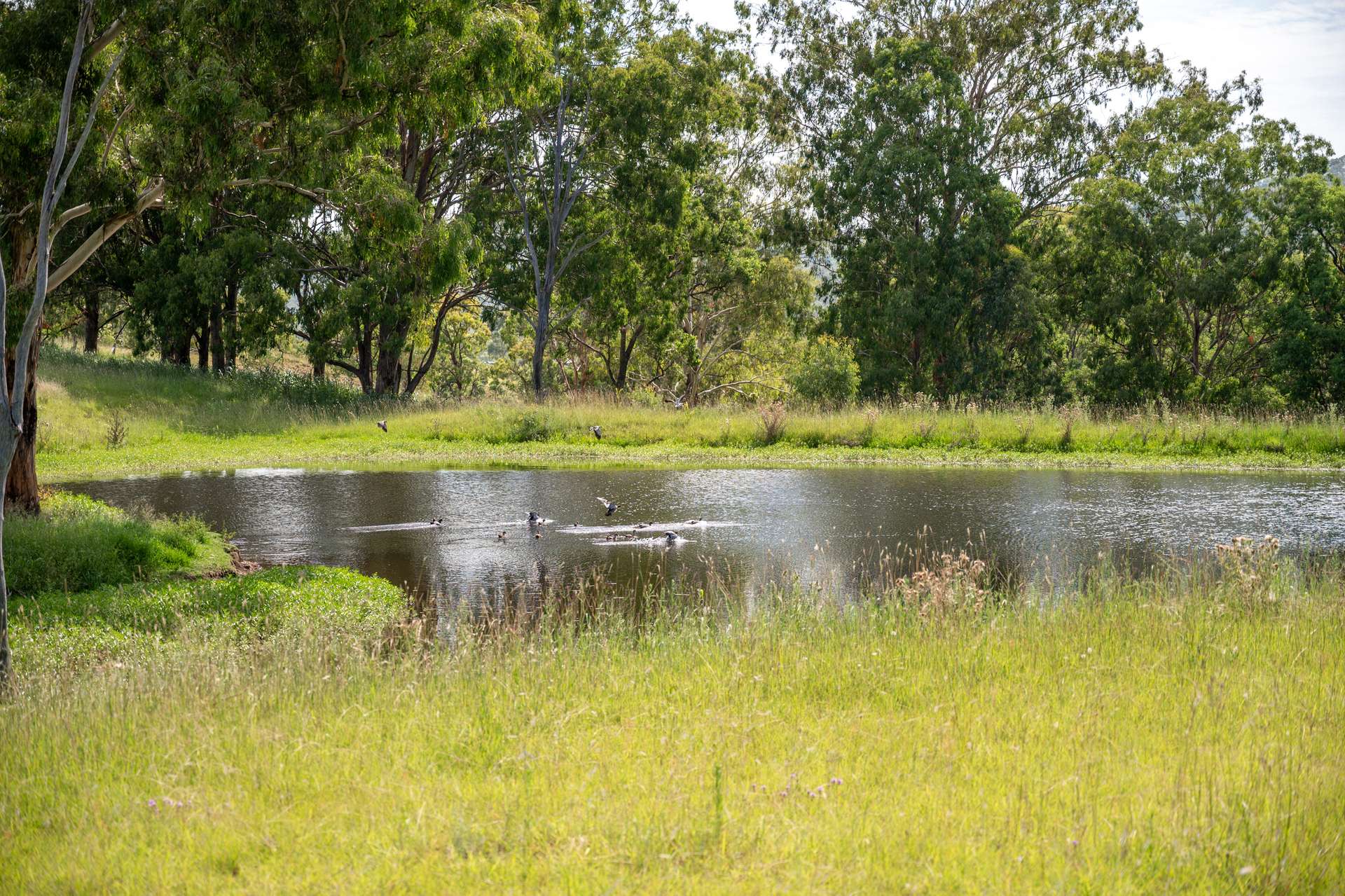 1006 North Branch Road, Goomburra Sold by Farmbuy.com - image 3