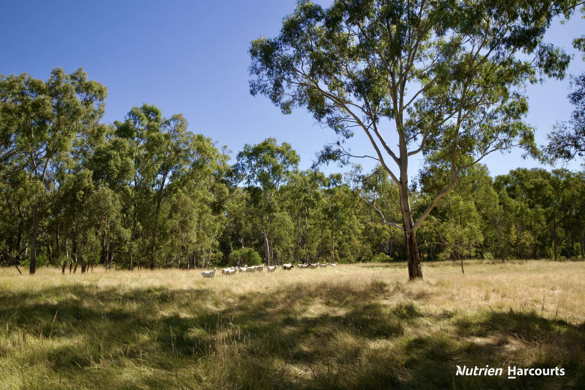 579 Casterton - Dartmoor Road, Bahgallah For Sale by Farmbuy.com - image 26